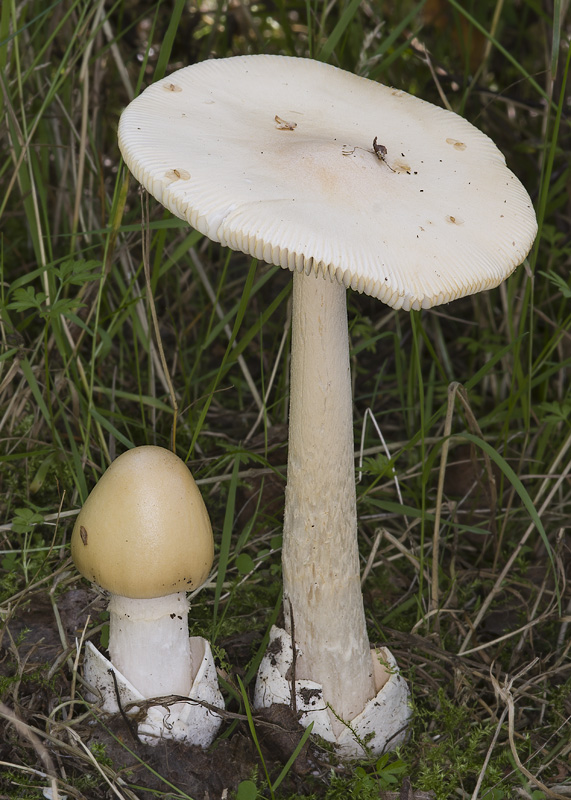 Amanita subnudipes